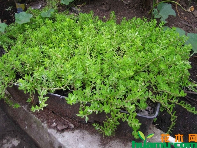 佛甲草种植图片3.jpg