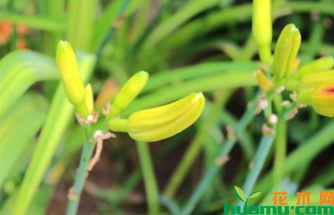 大花萱草盆栽种植方法 大花萱草盆栽种植方法