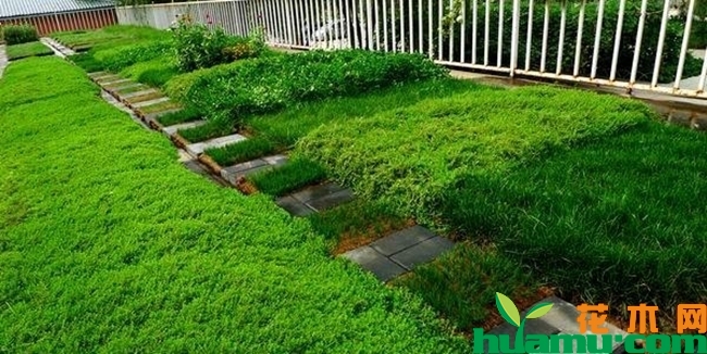 佛甲草种植图片4.jpg