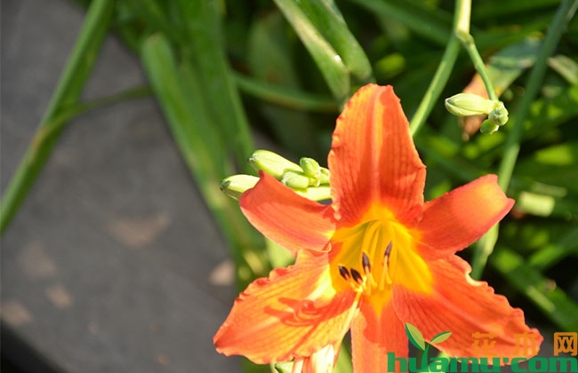 大花萱草花期几月?花开多久?