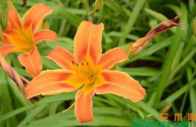 大花萱草花期几月?花开多久? 大花萱草花期几月?花开多久?