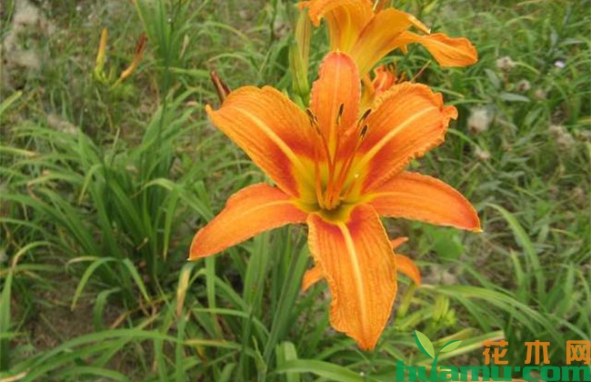 大花萱草花期几月?花开多久? 大花萱草花期几月?花开多久?