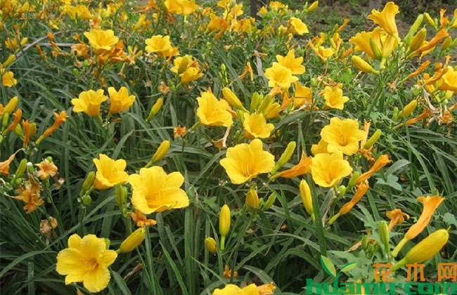大花萱草花期几月?花开多久? 大花萱草花期几月?花开多久?