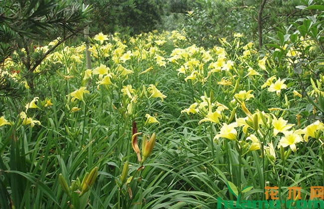 大花萱草花期几月?花开多久? 大花萱草花期几月?花开多久?