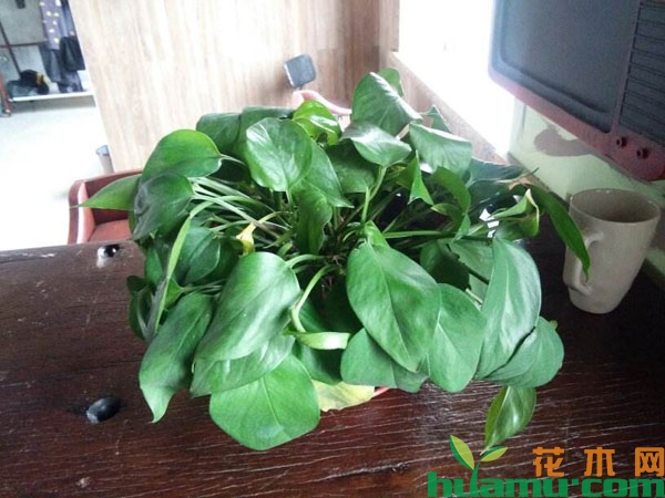 绿萝叶片耷拉怎么救？