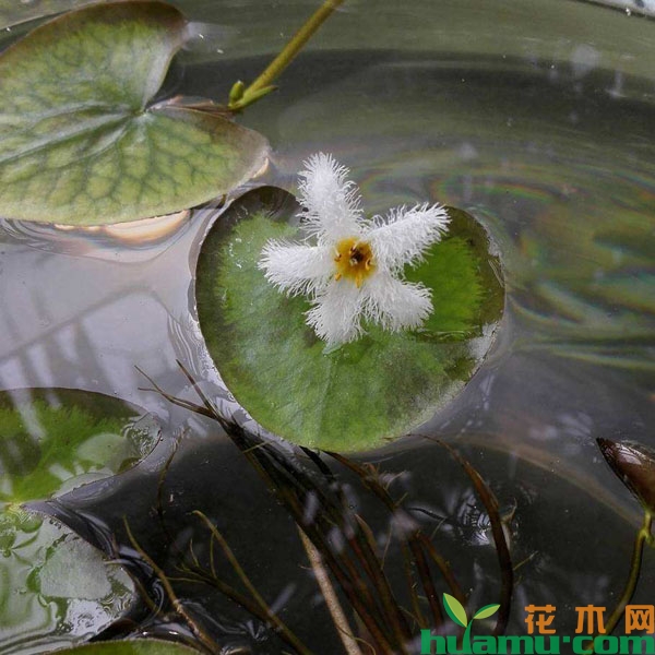 一叶莲
