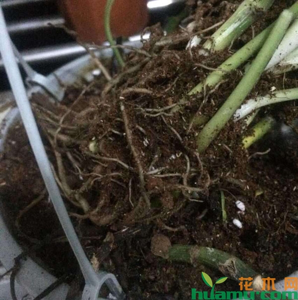 绿萝换盆