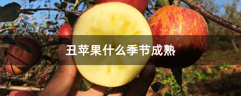 丑苹果什么季节成熟