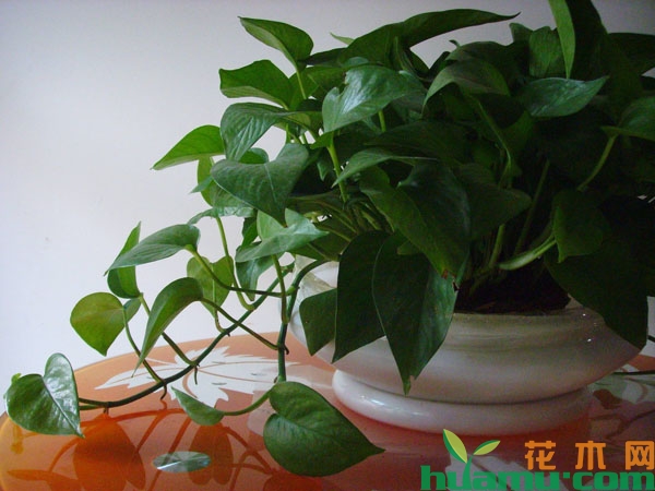 绿萝僵苗怎么办？