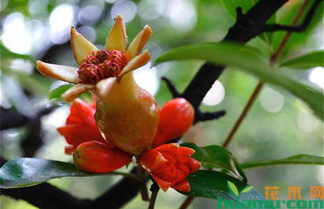 石榴高产种植方法 石榴高产种植方法