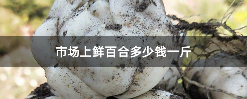 市场上鲜百合多少钱一斤 市场上鲜百合多少钱一斤