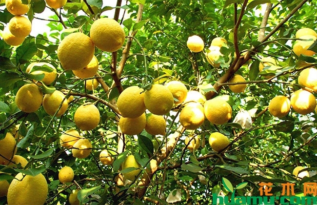 柠檬
