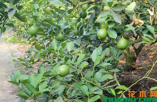 柠檬种植方法 柠檬种植方法