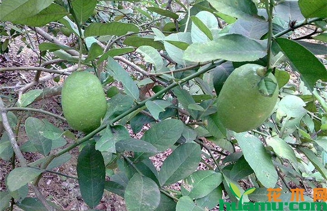 柠檬种植方法 柠檬种植方法