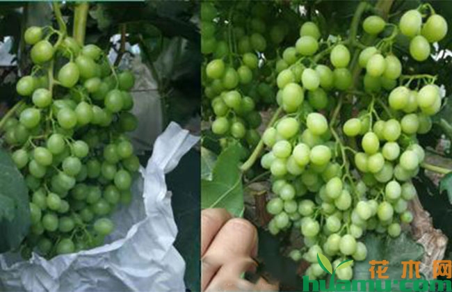 七月葡萄花芽这样管理,明年结果更多 七月葡萄花芽这样管理,明年结果更多