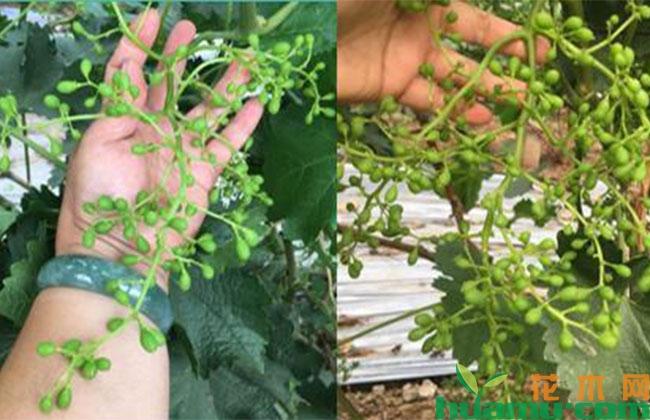 七月葡萄花芽这样管理,明年结果更多 七月葡萄花芽这样管理,明年结果更多