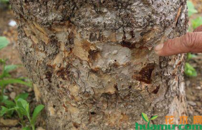 高温苹果树腐烂病盛发期怎么办? 高温苹果树腐烂病盛发期怎么办?