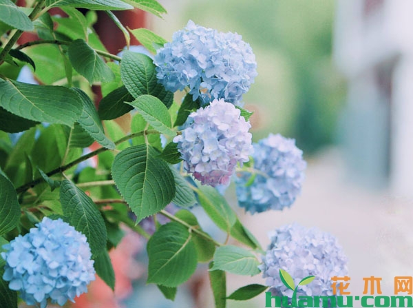 绣球花