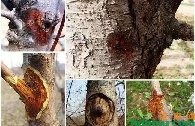 高温苹果树腐烂病盛发期怎么办? 高温苹果树腐烂病盛发期怎么办?