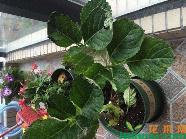 叶斑病