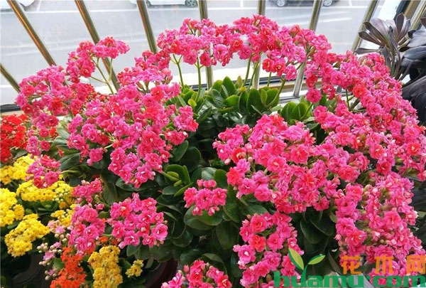 夏季长寿花老桩的养护方法