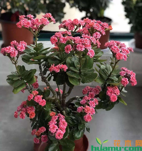 长寿花