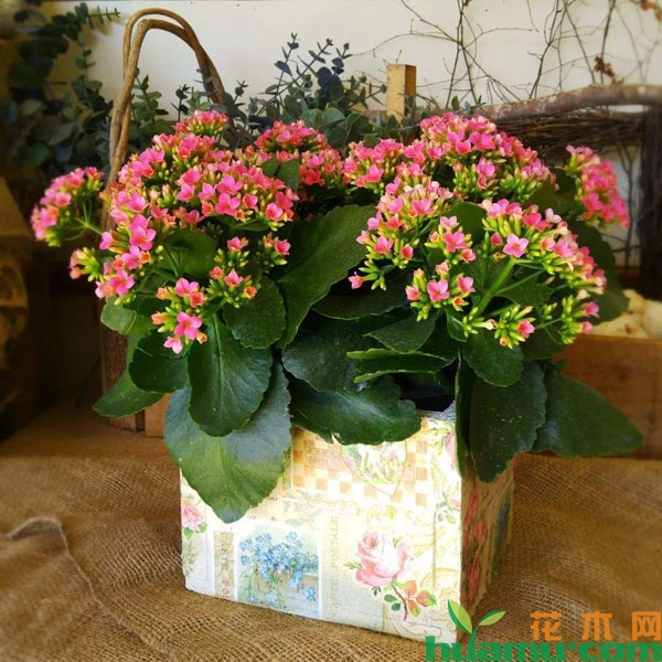 长寿花