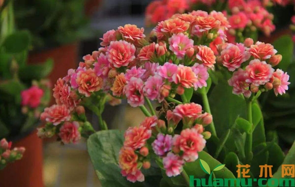 长寿花