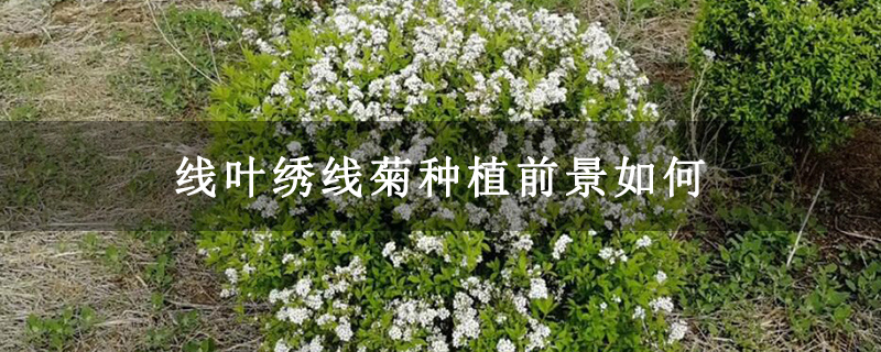 线叶绣线菊种植前景如何