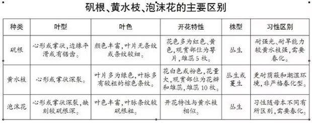 矾根怎么种植？矾根的养殖方法和注意事项