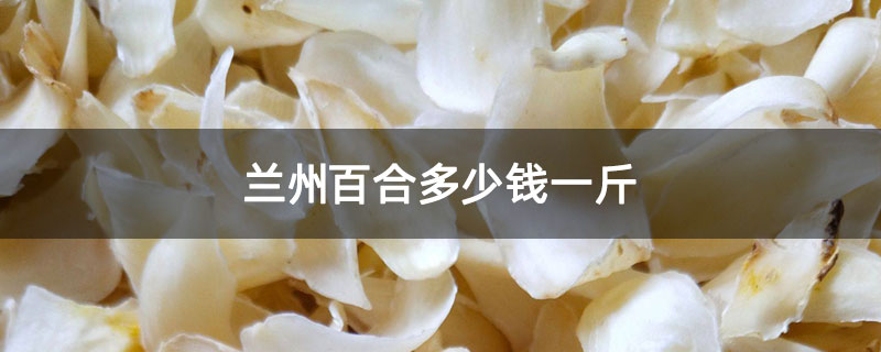 兰州百合多少钱一斤