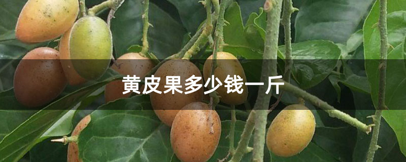 黄皮果多少钱一斤 黄皮果多少钱一斤