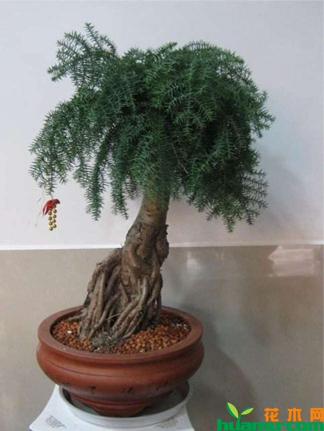 澳洲杉种植方法.jpg