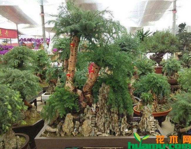 澳洲杉.jpg