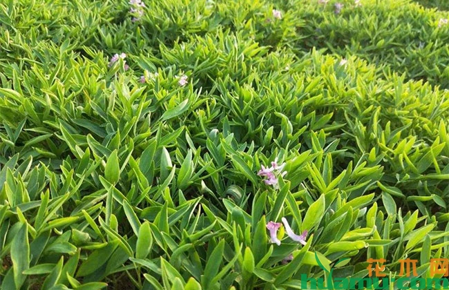 元胡的种植技术 元胡的种植技术