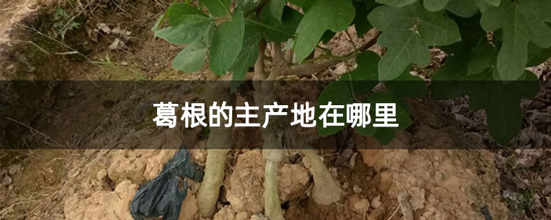 葛根的主产地在哪里