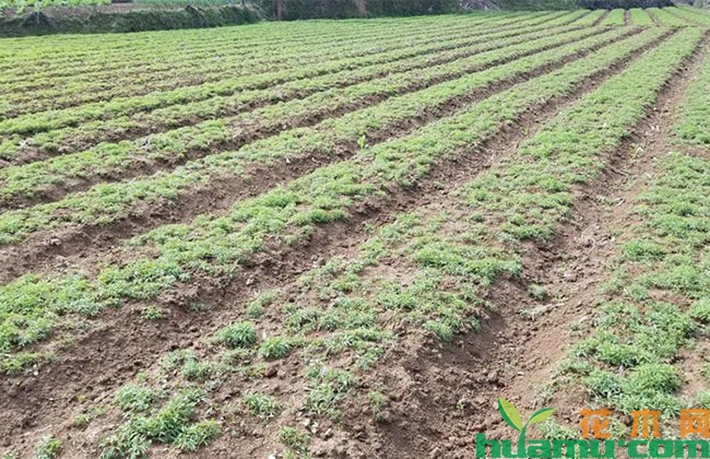 元胡的种植技术 元胡的种植技术