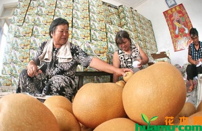梨树不同时期的栽培管理 梨树不同时期的栽培管理