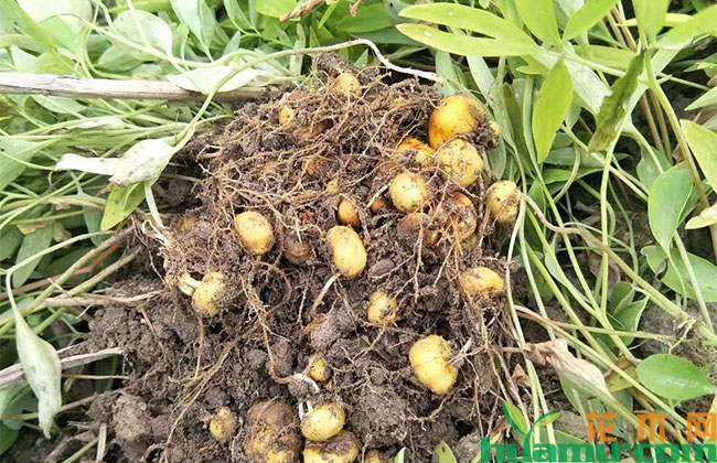 元胡的种植技术 元胡的种植技术