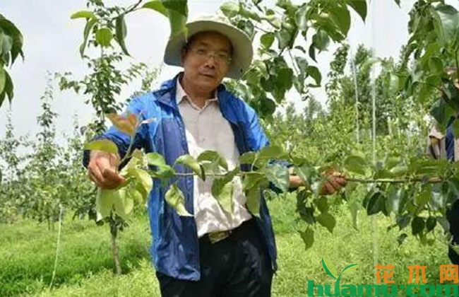 梨树