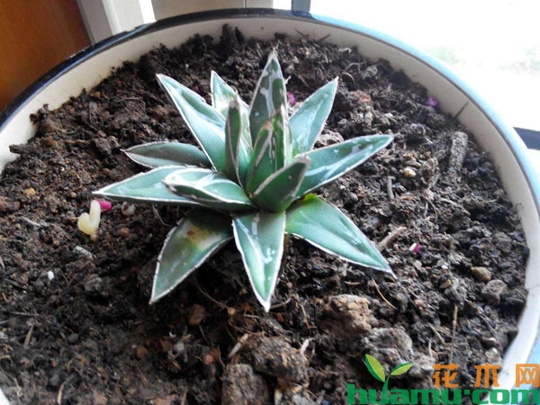 新栽植物