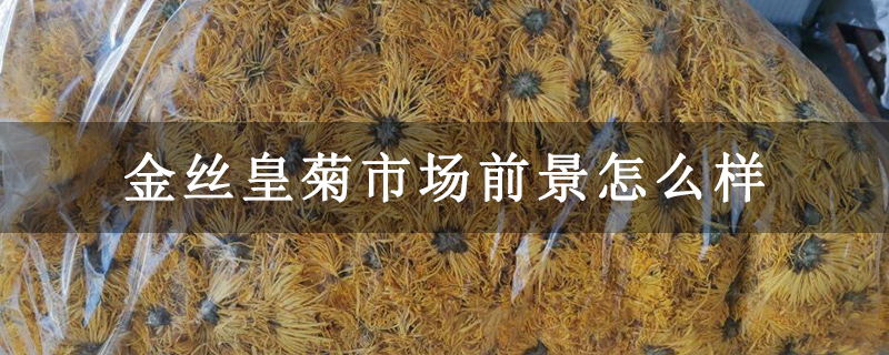 金丝皇菊市场前景怎么样