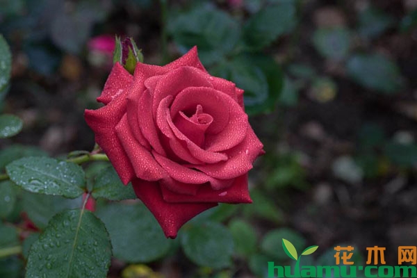 月季花