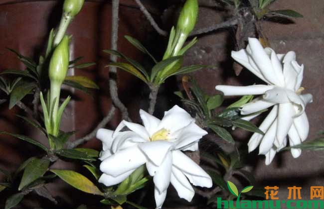 雀舌栀子花桩水培方法 雀舌栀子花桩水培方法