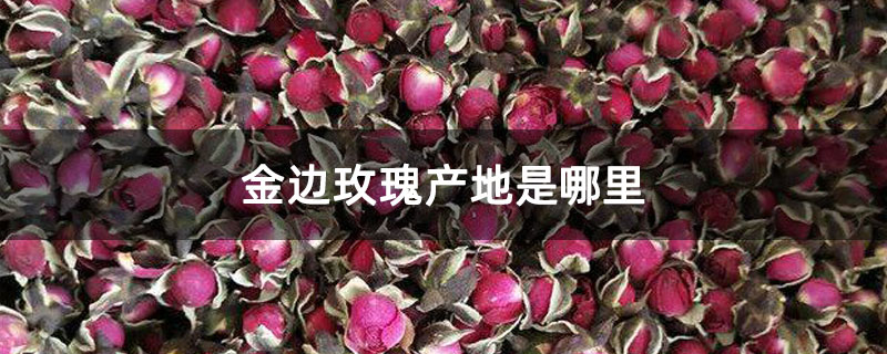 金边玫瑰花多少钱一斤