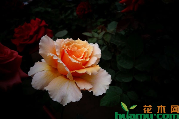 月季花
