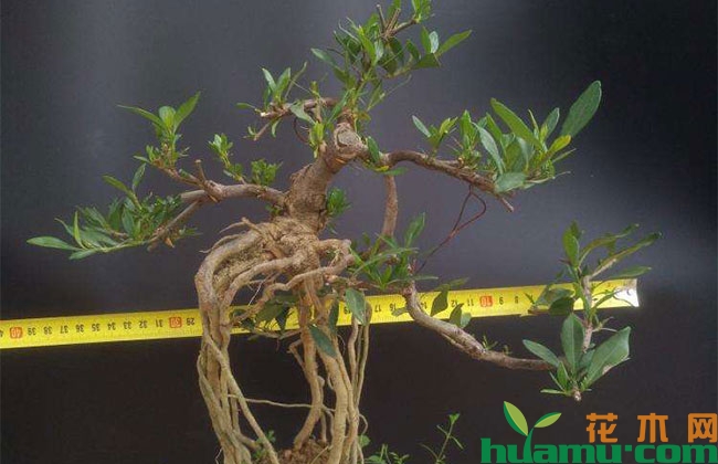雀舌栀子花桩水培方法 雀舌栀子花桩水培方法