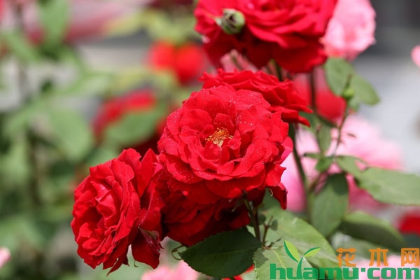 红色月季花