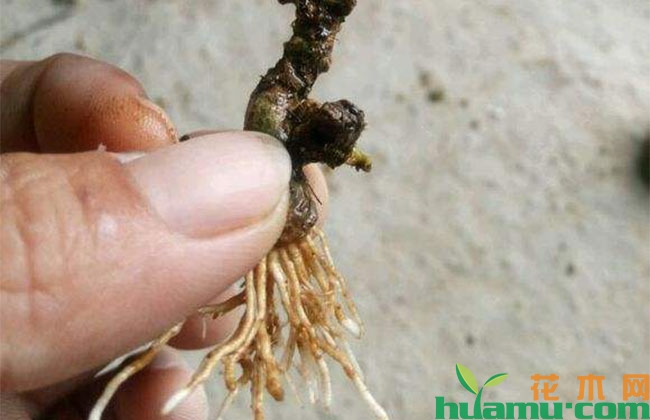 雀舌栀子花桩水培方法 雀舌栀子花桩水培方法