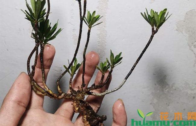 雀舌栀子花桩水培方法 雀舌栀子花桩水培方法